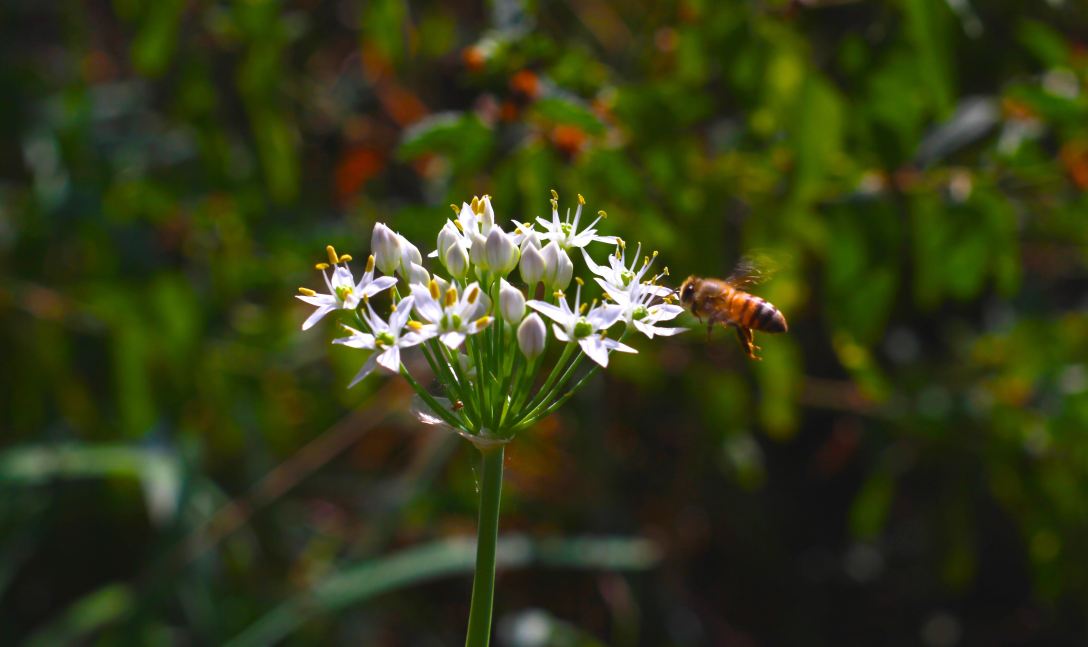 bee friendly yard pic 2