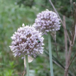 Allergy Forecast Austin: Some Common Sense And A Measure Of Calm