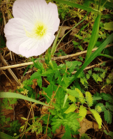 Screen Shot 2018-04-26 at 10.56.40 PM