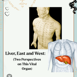 Liver, East and West (Two Perspectives on This Vital Organ)