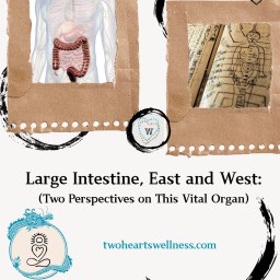 Large Intestine, East and West (Two Perspectives on This Vital Organ)